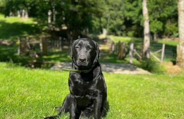 Lac de Vassivière Petite maison à proximité - Foto 4