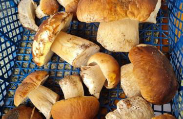 Wasgauer Felsen und Seen - Foto 22