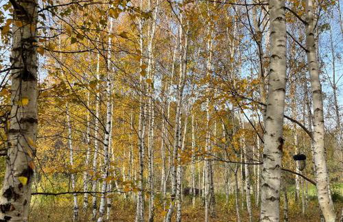 Drewniany dom w brzozowisku - Foto 8