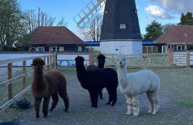 The Millers Cottage - Foto 23