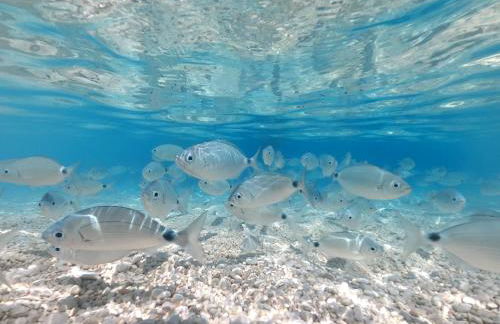 Dommu de Nannai Moro: Appartamento con terrazza - Foto 30