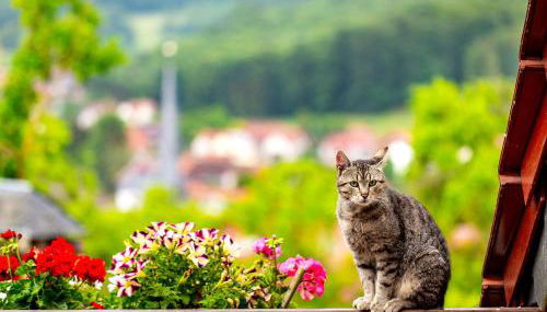Ferienhaus Am Sonnenstein - Foto 5