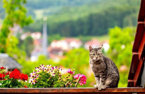 Ferienhaus Am Sonnenstein - Photo 5