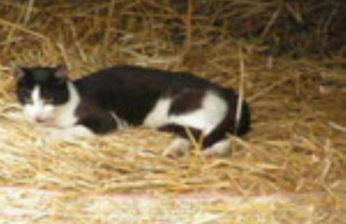 Ferienhof "Karl" - Foto 19
