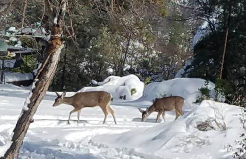 Uncle Grizz's Cabin...get intouch with nature - Foto 17