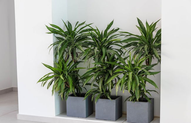 Carihuela Suites - Photo 3