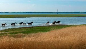 Haus Sonnenschein Sommerwiese - Foto 3