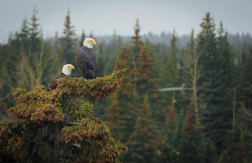 Eagle's Eye Vacation Rentals - Foto 52