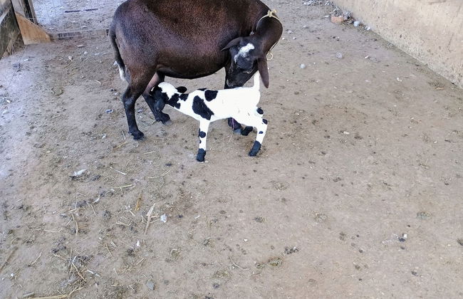 Hotel Fazenda Aguas VIvas - Foto 29