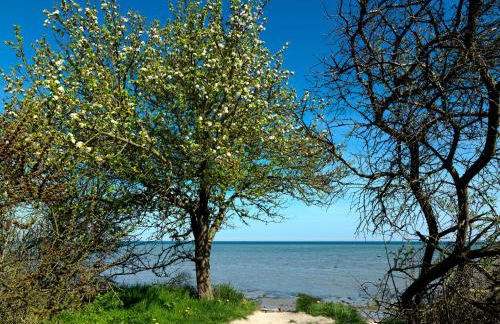 Landhaus am Meer Friesenstübchen - Foto 22