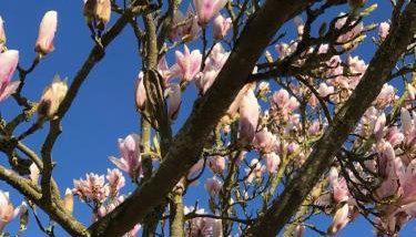 Chapel Barn - Foto 4, Garden