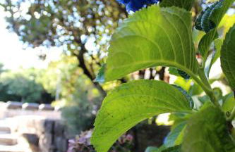 Casa dos três rapazes - Foto 60