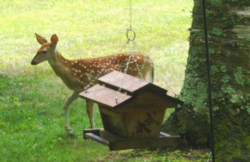 Birch Shores Resort - The Aspen Cottage - Foto 45