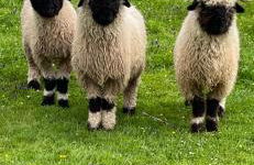 Mulberry House Farm Mulberry Lodge - Foto 21