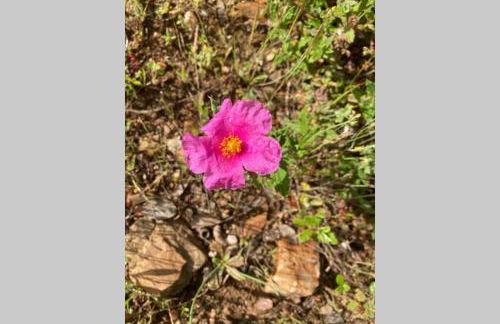 Monte das Sesmarias - Foto 22