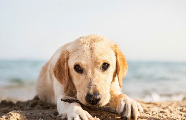 Fordebrise Modern Retreat - Photo 28