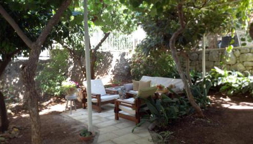 Aspidistra Shadow - Foto 2