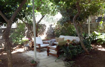 Aspidistra Shadow - Foto 2