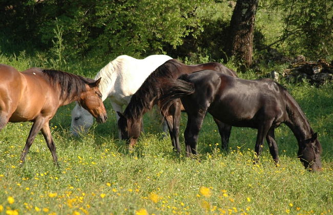Az Agrituristica Bio Le Macchie Alte - Foto 40
