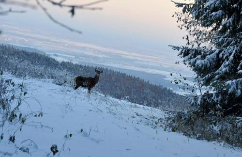 'chata usÓwek' - Foto 53