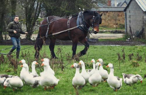 Ferme de Franqueville - Foto 29