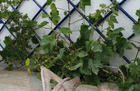 Galazio Kyma - Foto 10