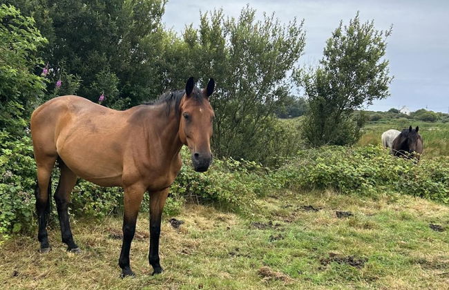 Country Retreat Sleeps 2 Near Cymyran Beach - Foto 17