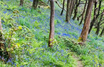 Petrock Holiday Cottages - Foto 34