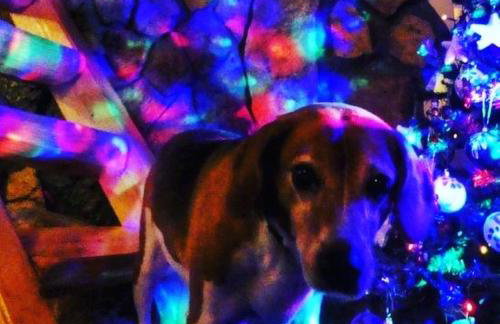 Kuća za odmor Bajka - Photo 60