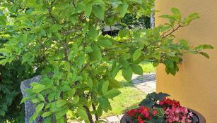 Boddenpieper - Foto 3