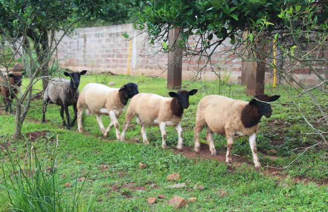 Pousada Vila Felicita - Foto 30