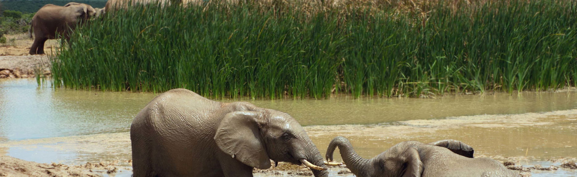 Addo Elephant National Park Safari - Foto 1
