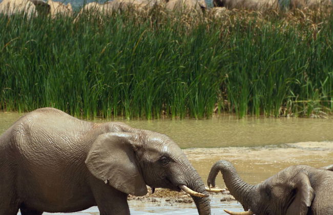Safari por el Parque Nacional Addo Elephant - Foto 1