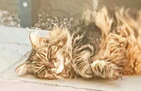 Rural Private Lodge - With Hot Tub - Outdoor Kitchen and Covered Lounge for Two - Foto 37