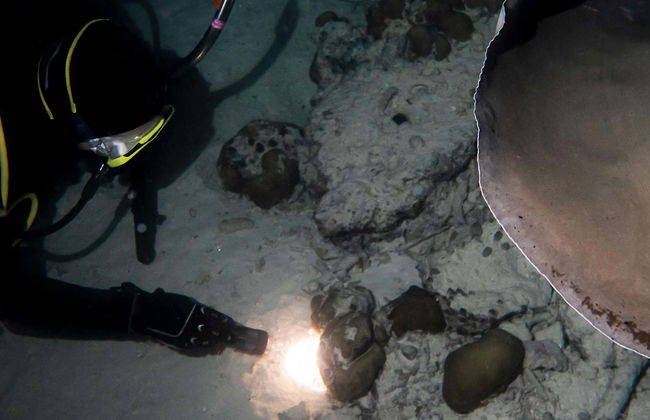 Koh Tao Night Diving - Foto 1