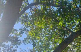 Βίλα Αρμονία Ορεινή Κορινθία - Foto 52