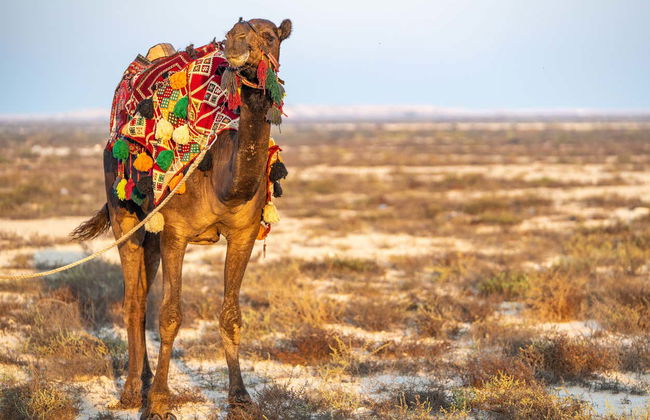 Escursione nel deserto del Sakhir - Foto 8