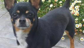 La Taverna dell'Oasi - Foto 5