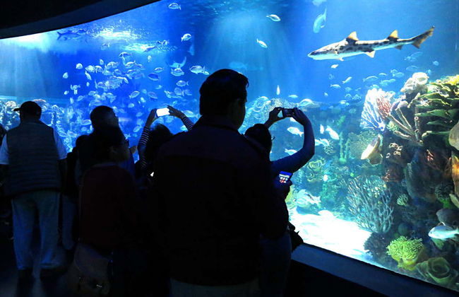 Inbursa Aquarium Ticket - Photo 1