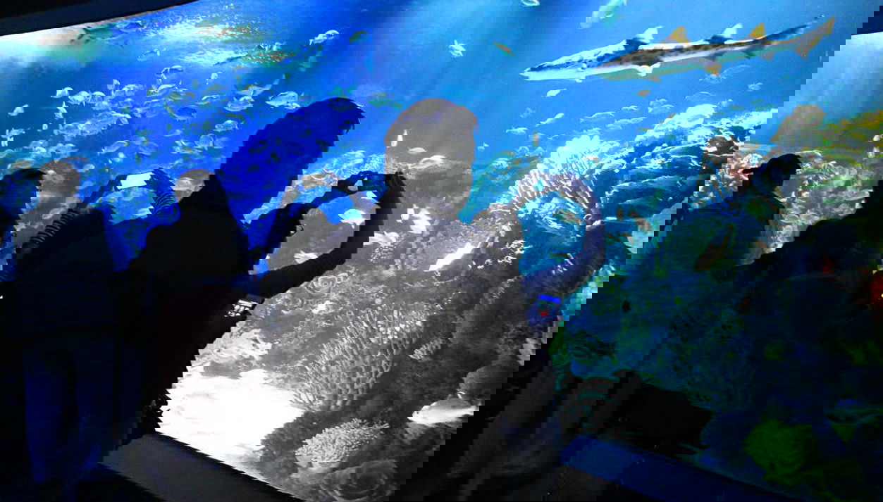 Inbursa Aquarium Ticket - Foto 1