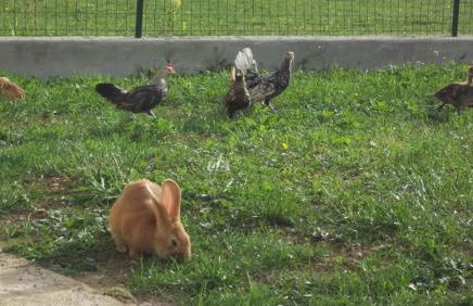 Gite Du Colombier - Foto 33