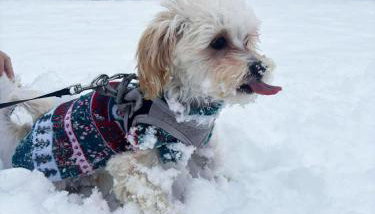 Domek przy Modrzewiach - Foto 2