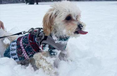 Domek przy Modrzewiach - Foto 2