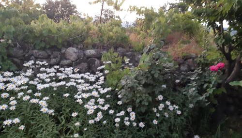 La Celestina - Foto 4