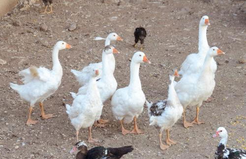 Country House S'Ozzastru - Foto 84