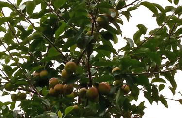 CASA DOS GRILOS - Foto 29