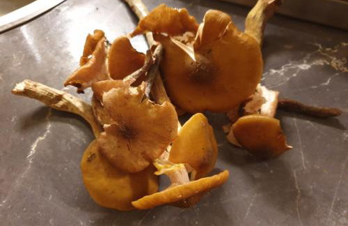 Studio apartment in Mali Losinj with terrace, air conditioning, WiFi, washing machine 4913-2 - Foto 18