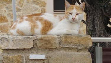 The Garden House - Foto 2