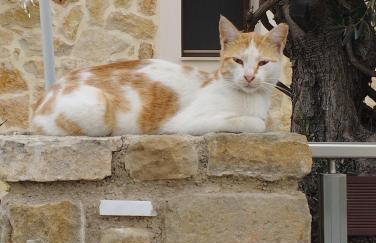 The Garden House - Foto 2