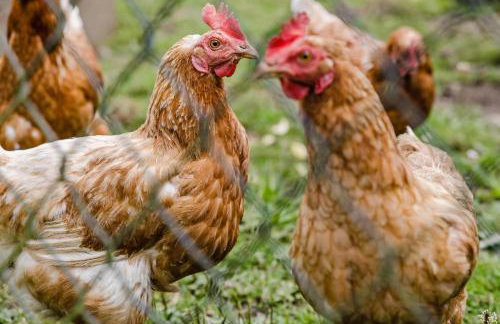 Ferienwohnung Bächer - Foto 20